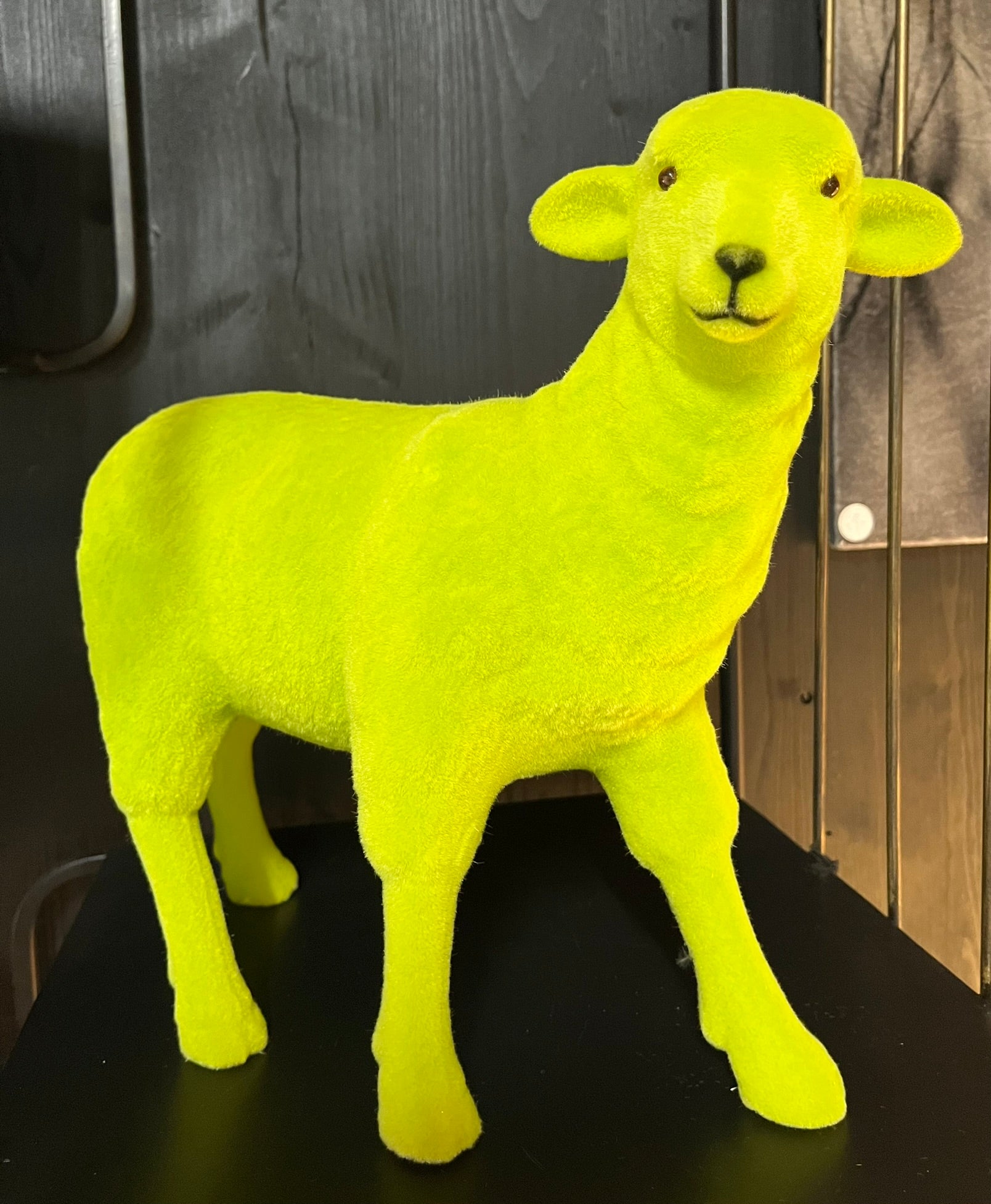 farbiges Schaf