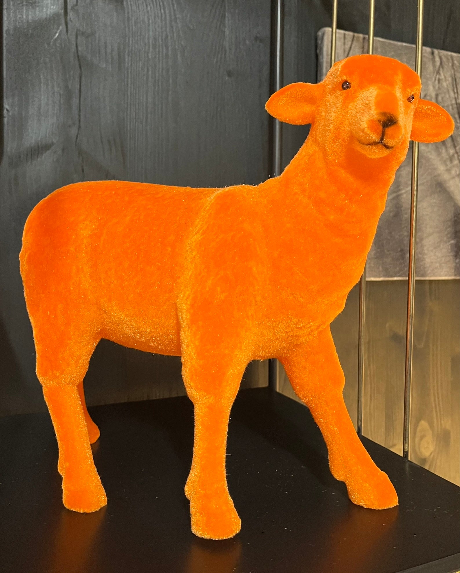 farbiges Schaf